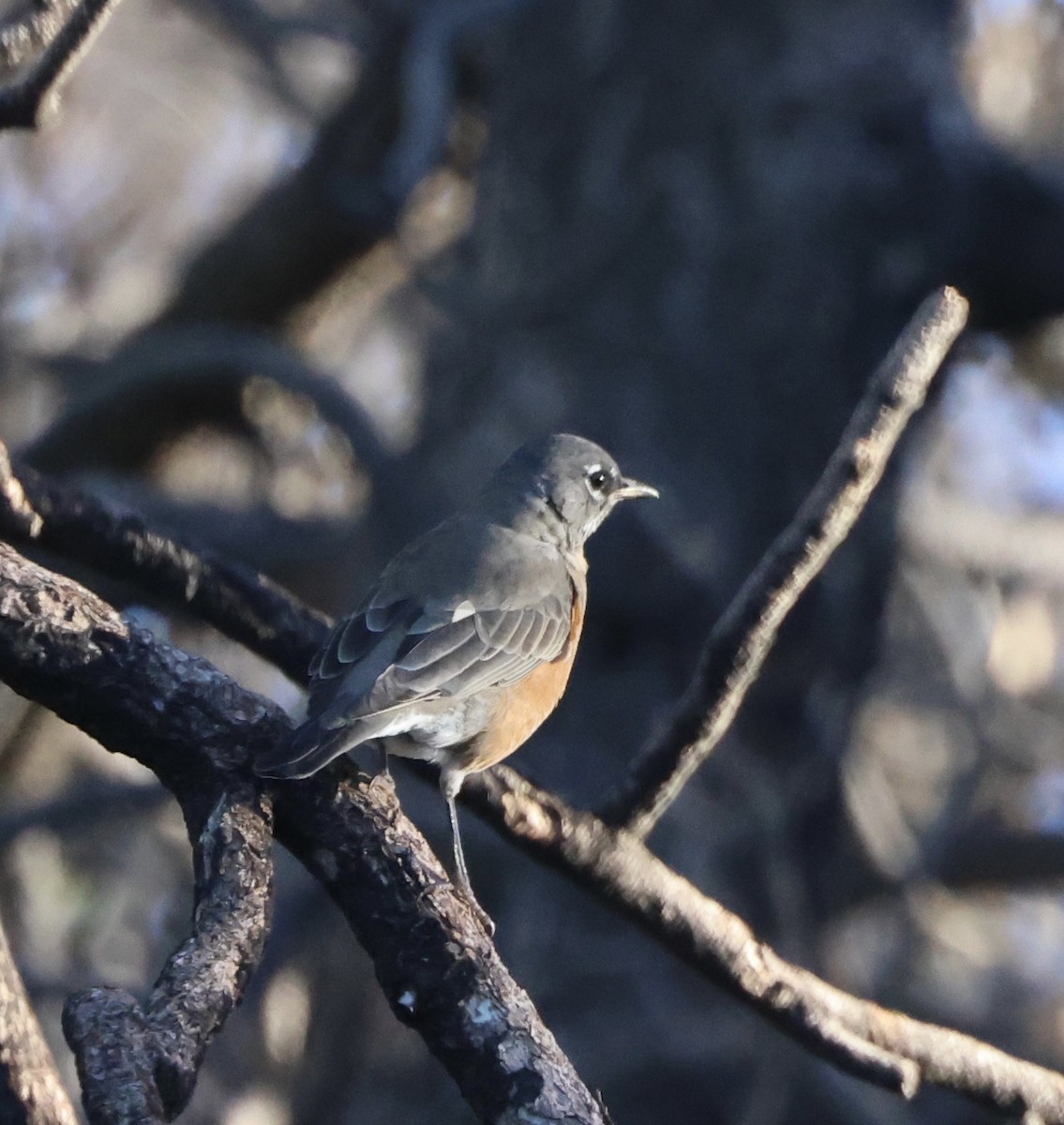 American Robin - ML642229584