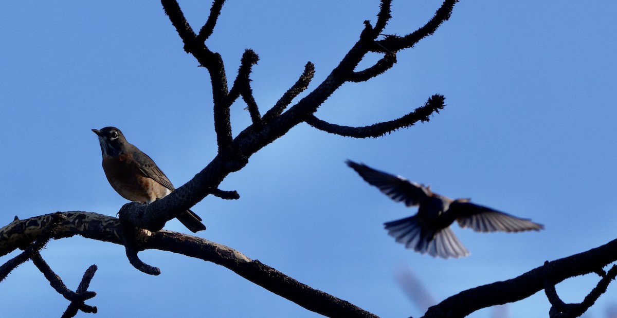 American Robin - ML642229586