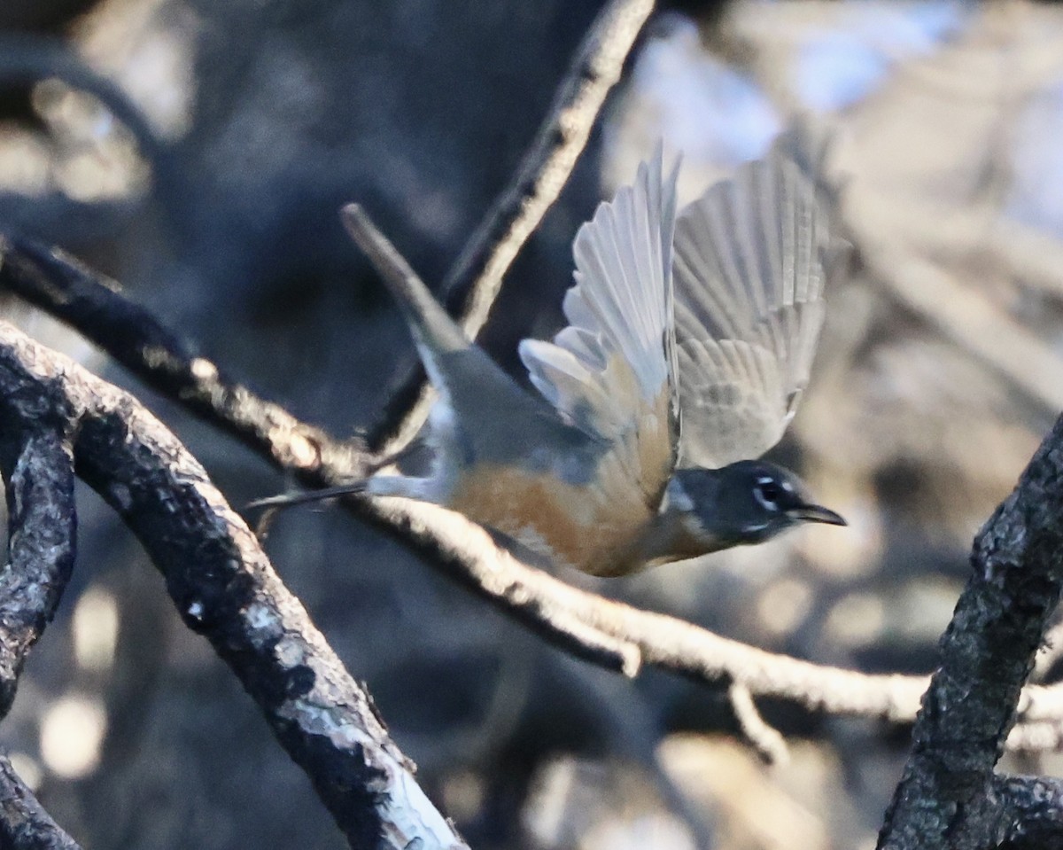 American Robin - ML642229587