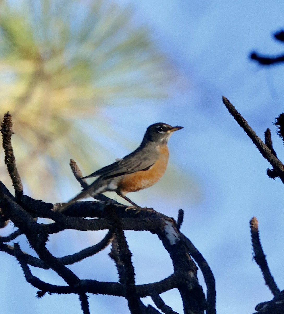 American Robin - ML642229588