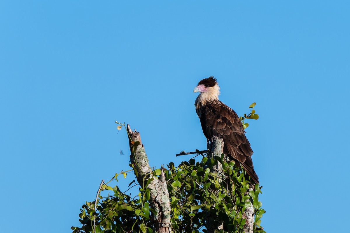 Crested Caracara (Northern) - ML642229607