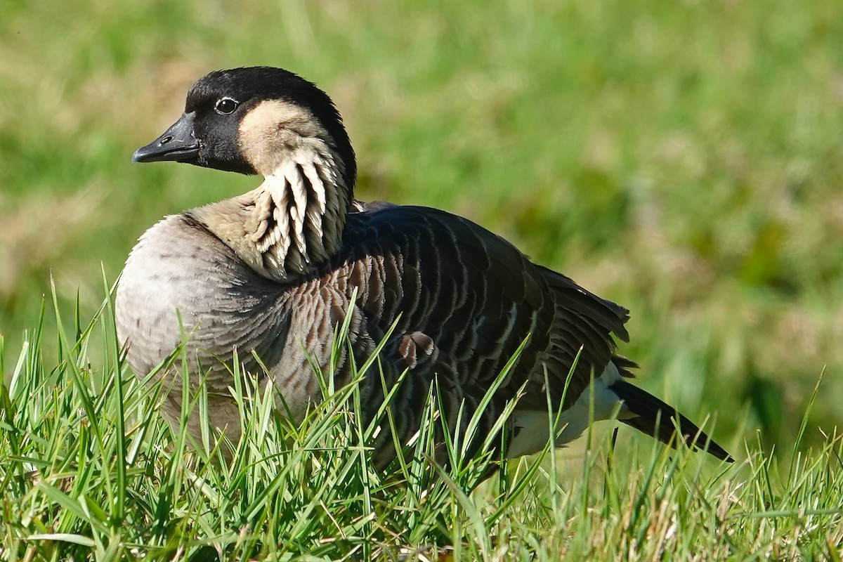 Hawaiian Goose - ML642229613