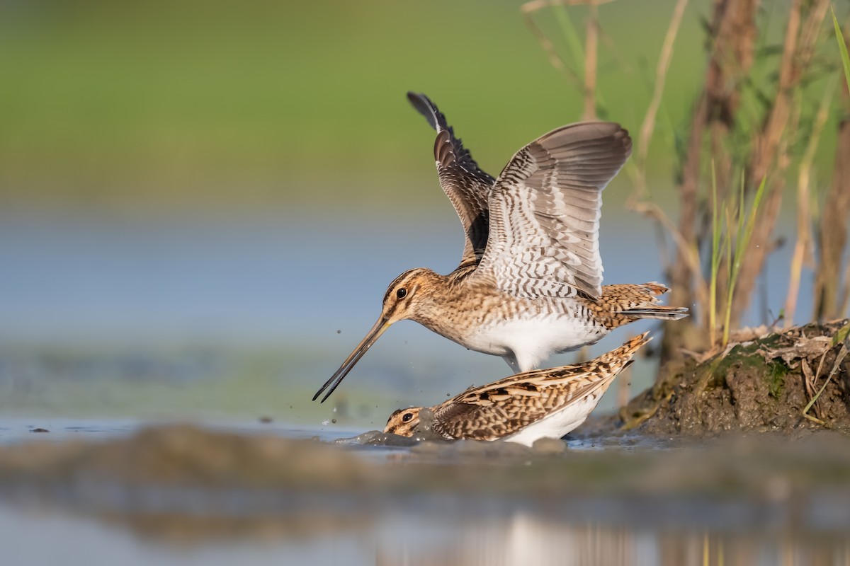 Common Snipe - ML642229614