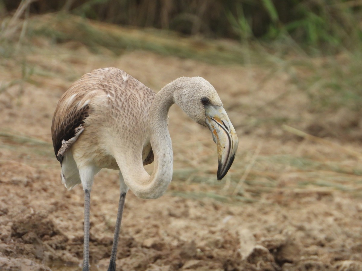 Greater Flamingo - ML642229638