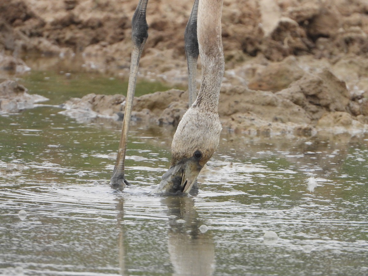 Greater Flamingo - ML642229640
