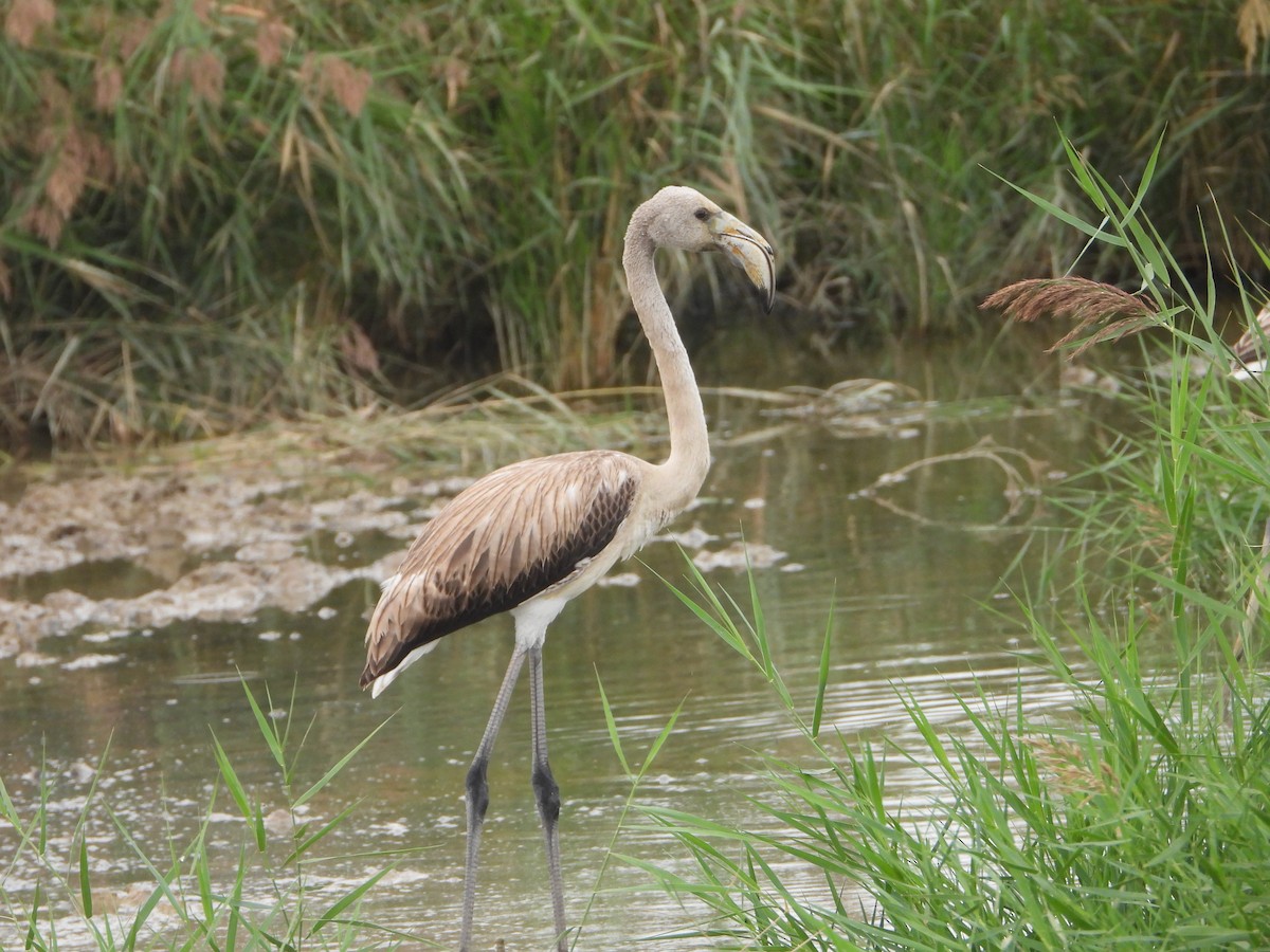 Greater Flamingo - ML642229641