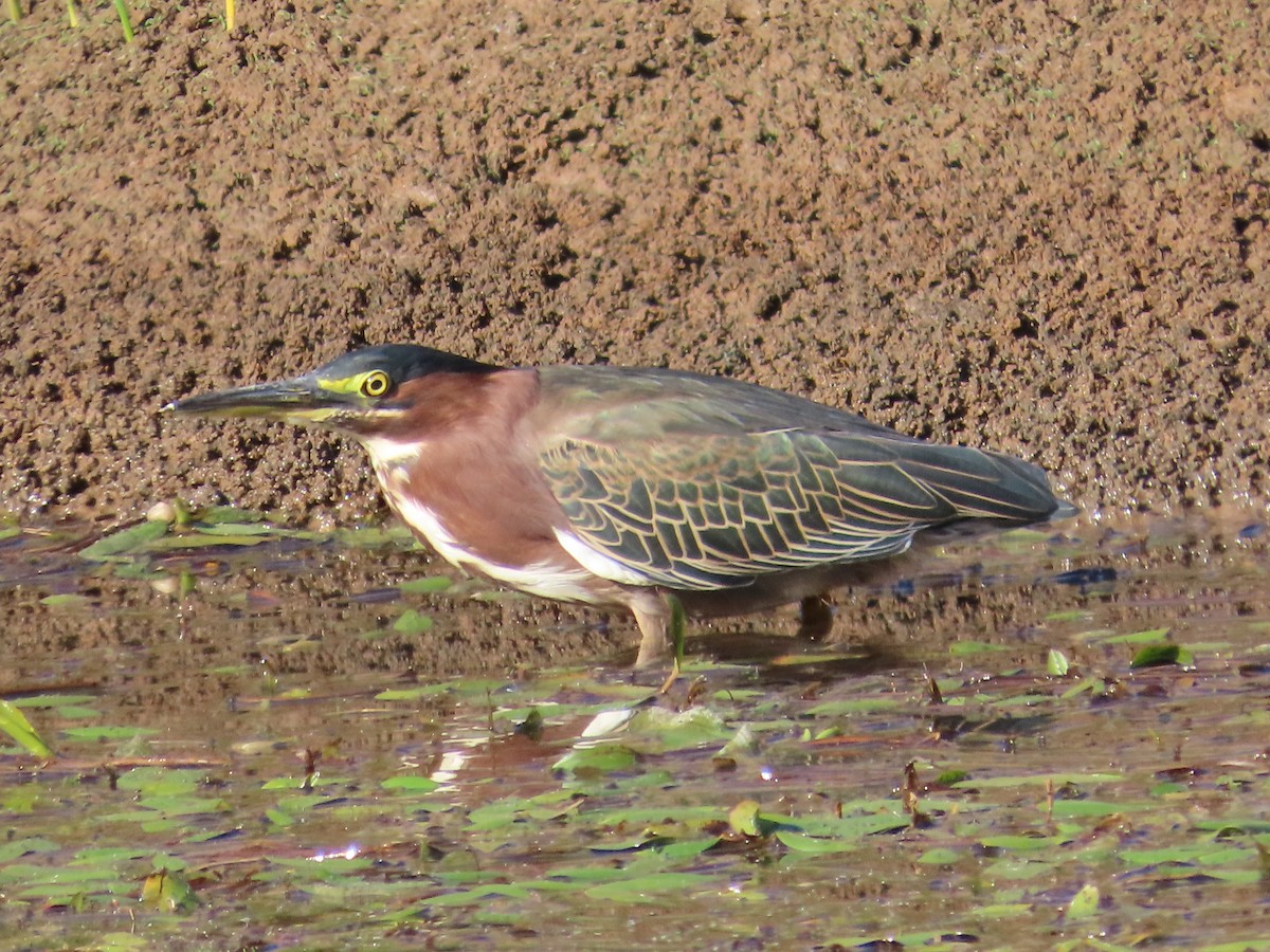 Green Heron - ML642229642