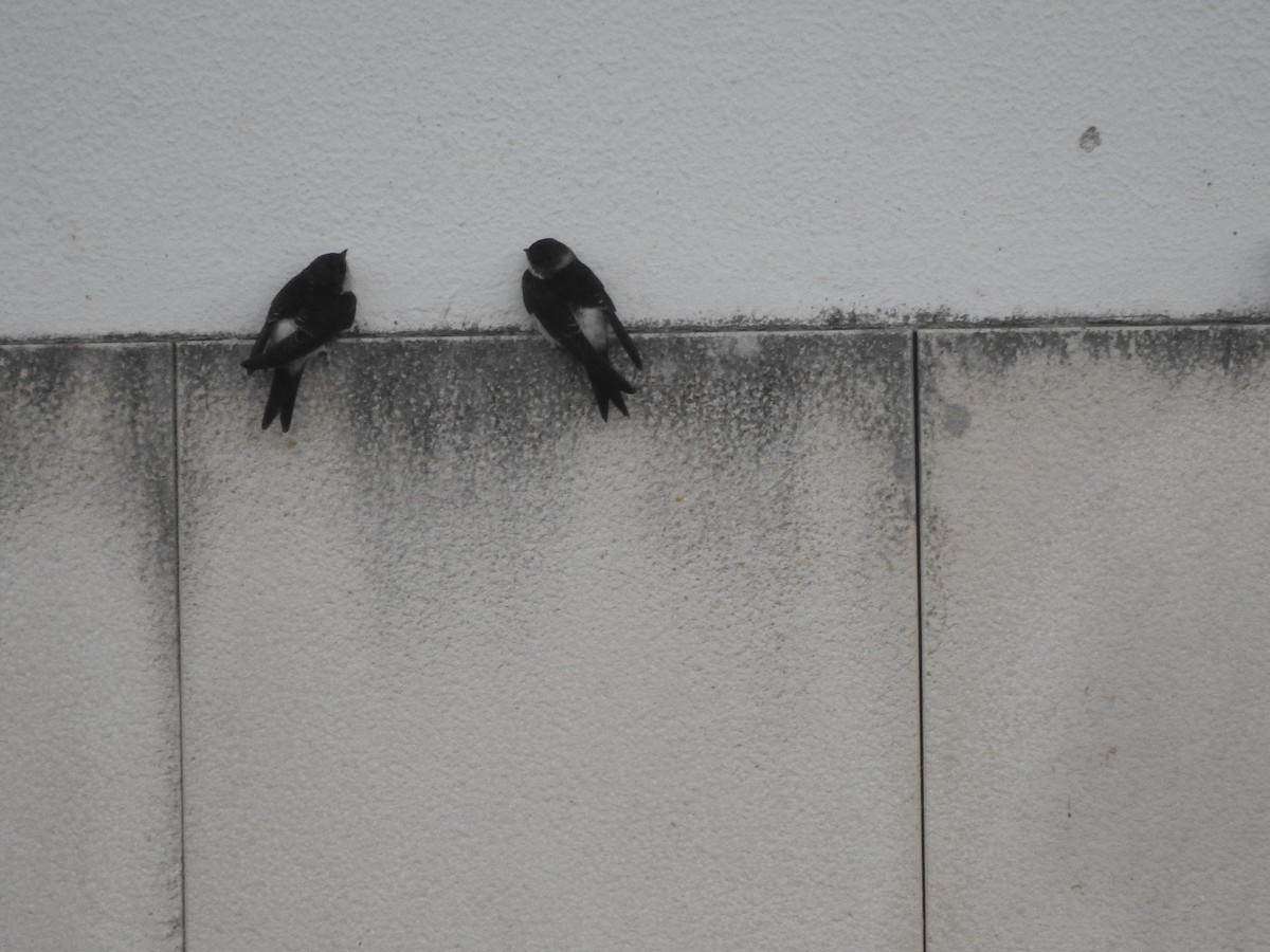 Western House-Martin - ML642229643