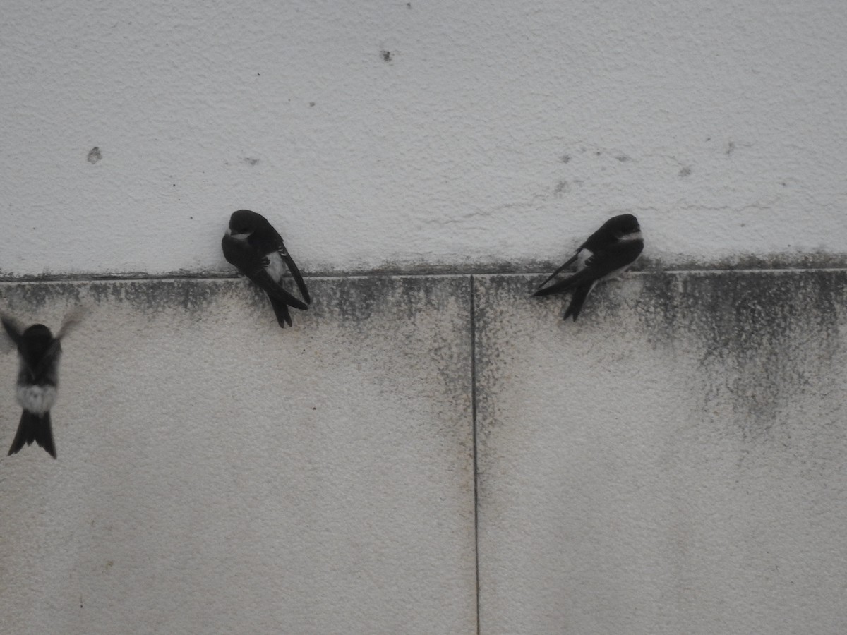 Western House-Martin - ML642229644