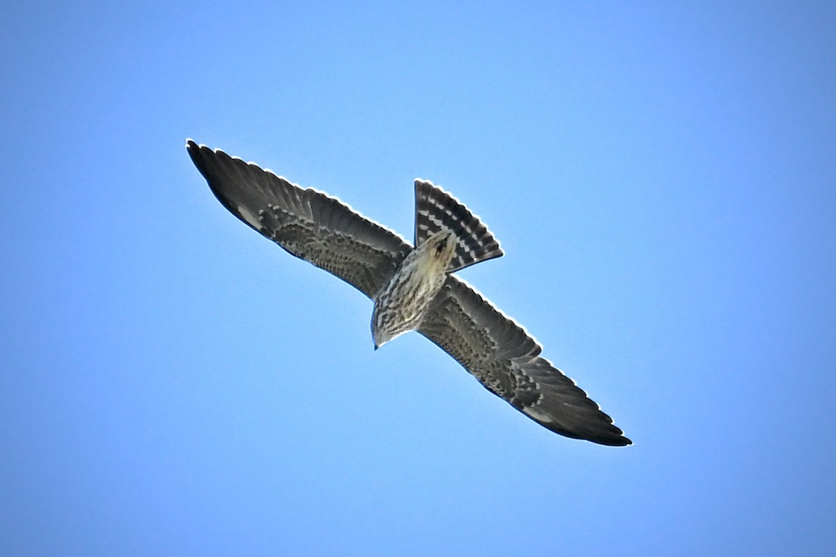 Mississippi Kite - ML642229645