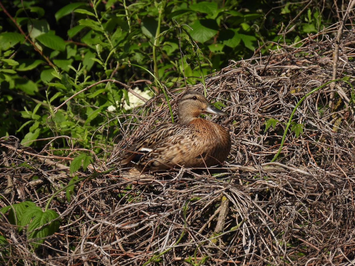 Mallard - ML642229647