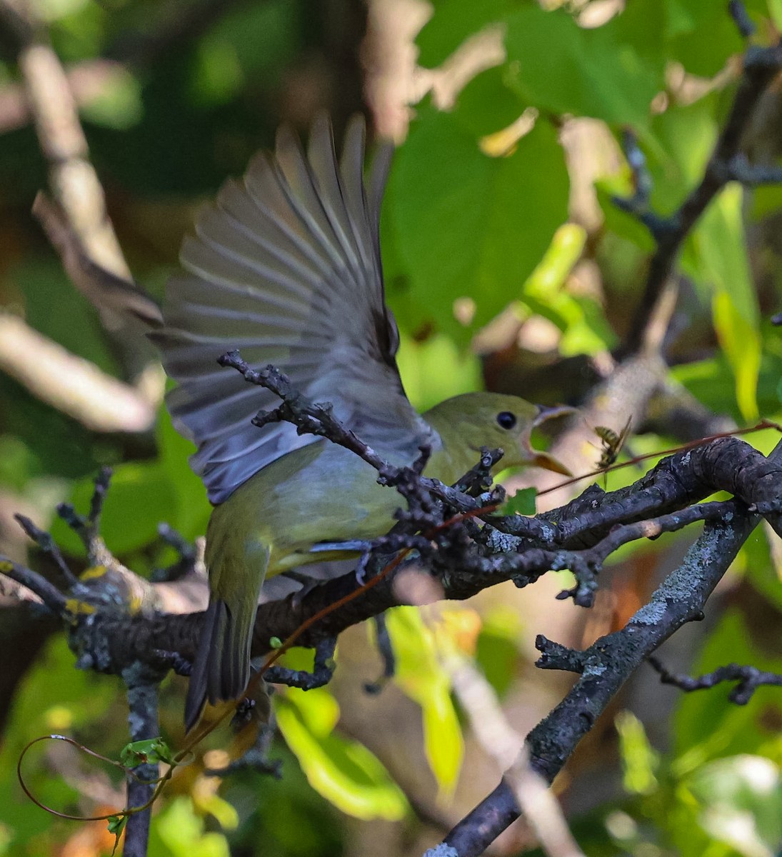 Scarlet Tanager - ML642229648