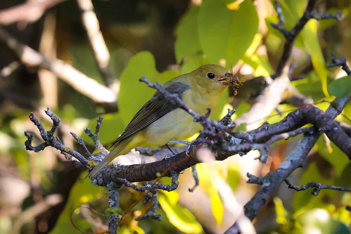 Scarlet Tanager - ML642229649