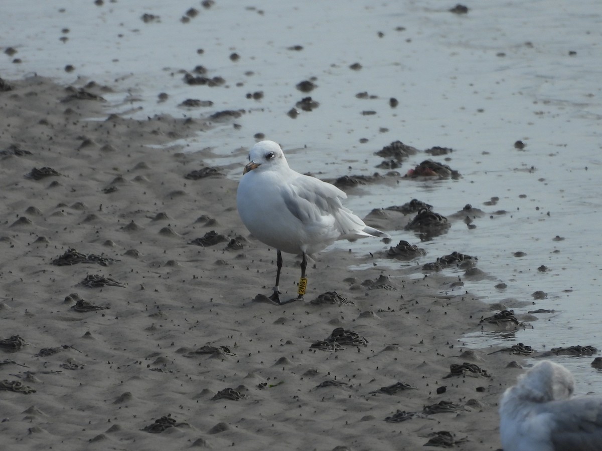 Mediterranean Gull - ML642229650
