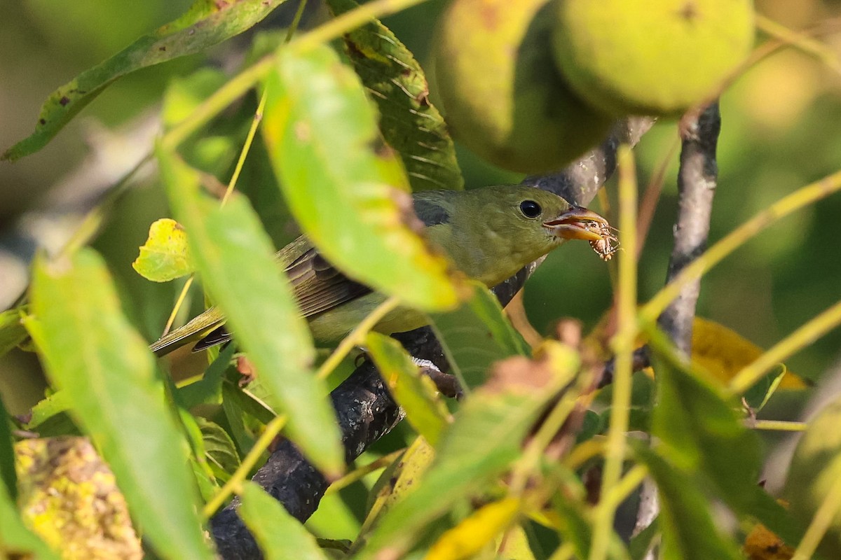 Scarlet Tanager - ML642229651
