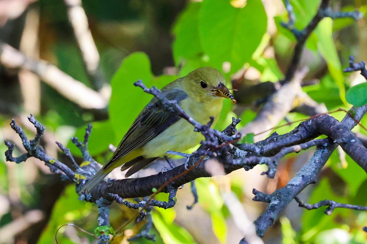 Scarlet Tanager - ML642229653