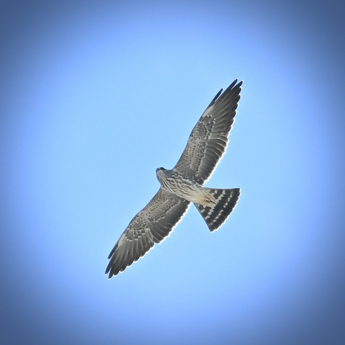 Mississippi Kite - ML642229654