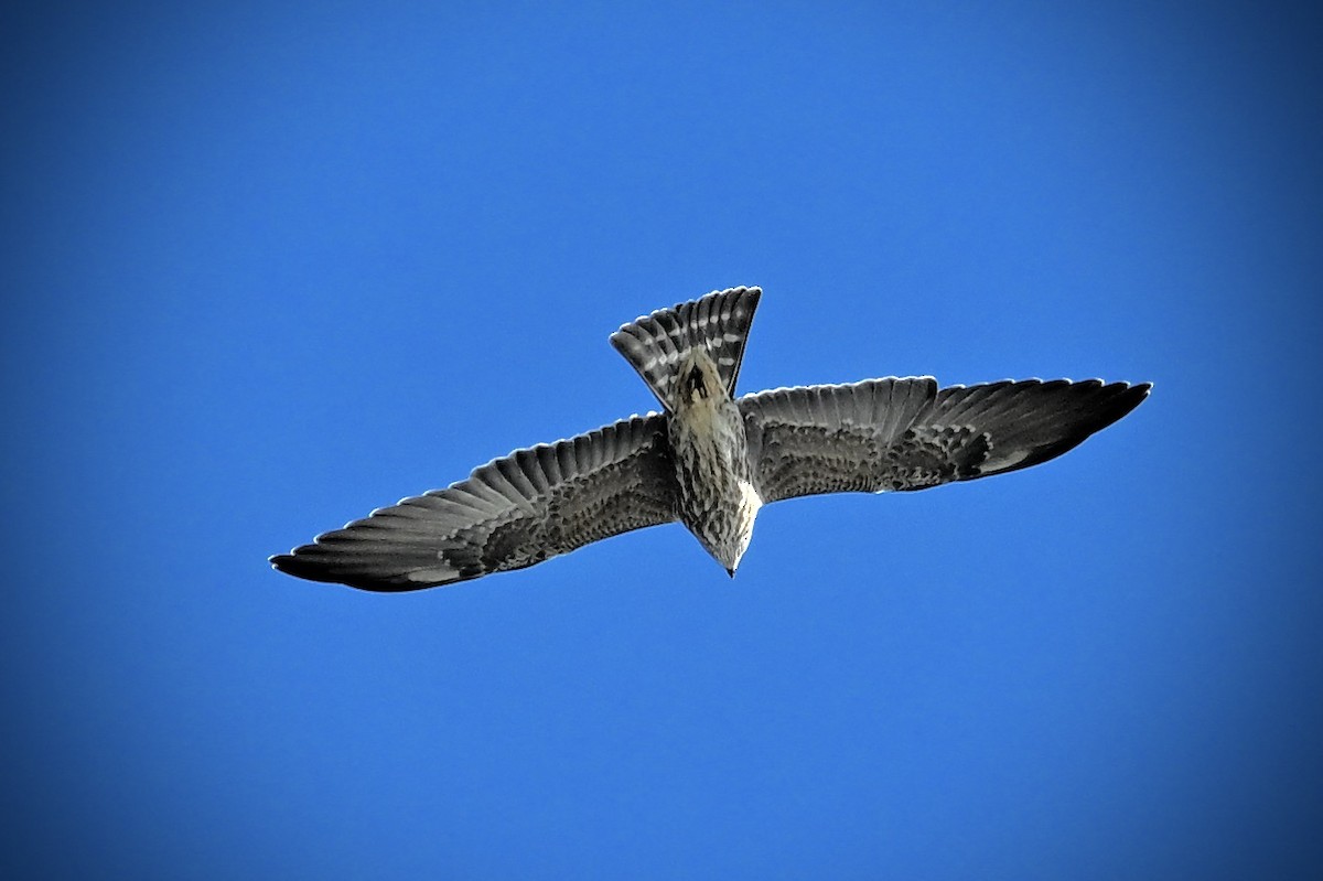 Mississippi Kite - ML642229656