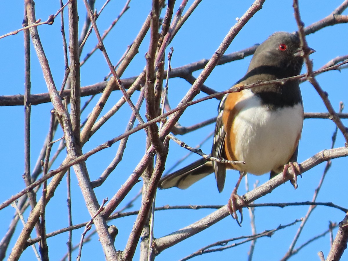 Spotted Towhee - ML642229657
