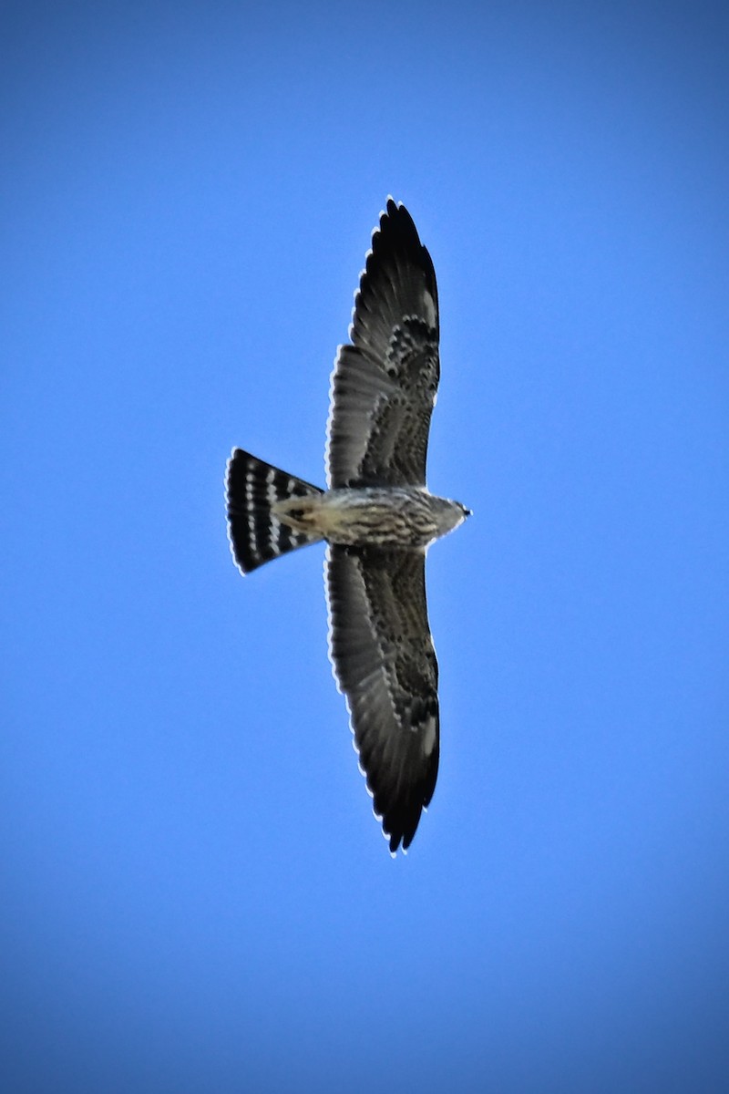 Mississippi Kite - ML642229660