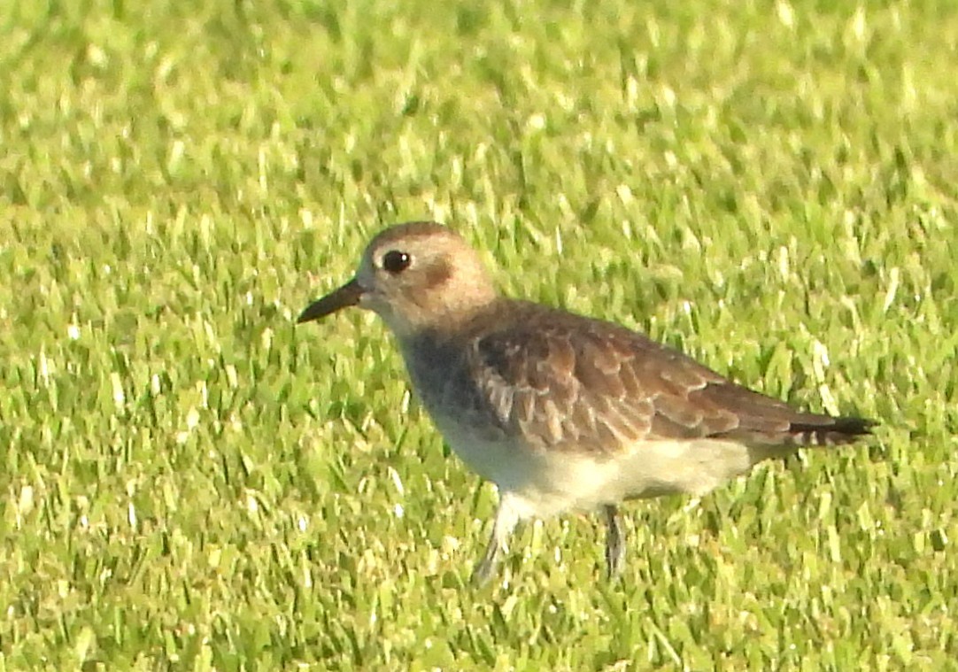 Black-bellied Plover - ML642229661