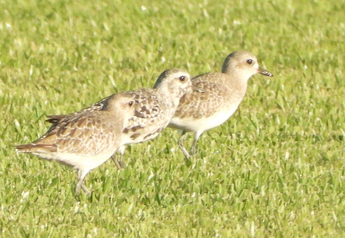 Black-bellied Plover - ML642229662