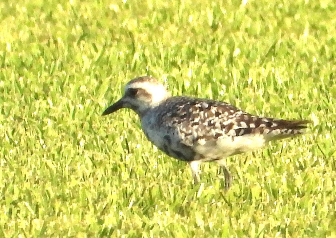 Black-bellied Plover - ML642229663