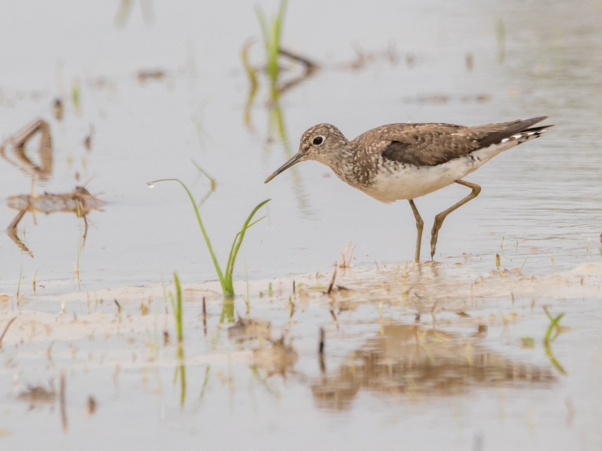 Solitary Sandpiper - ML642229664
