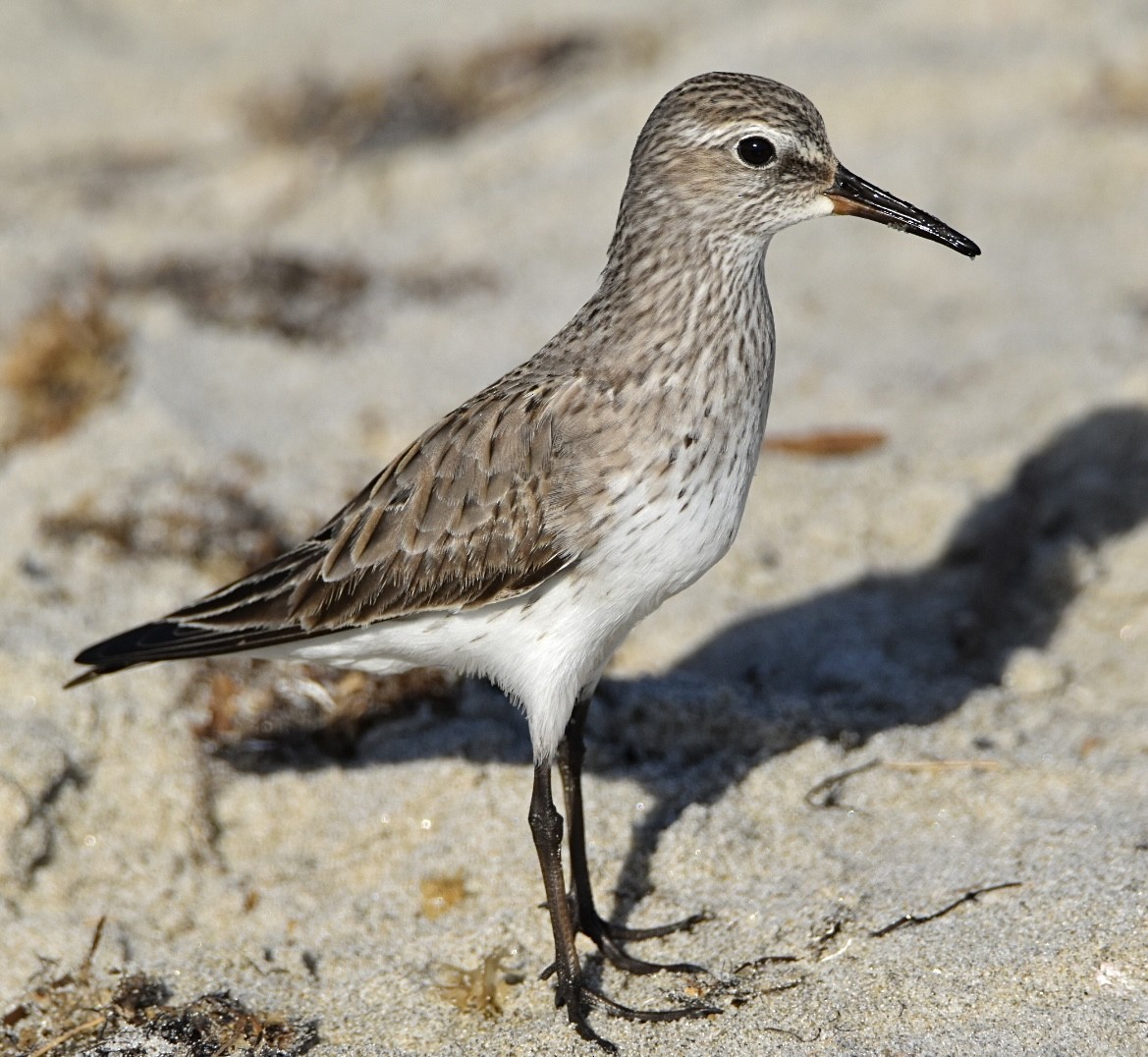 White-rumped Sandpiper - ML642229665