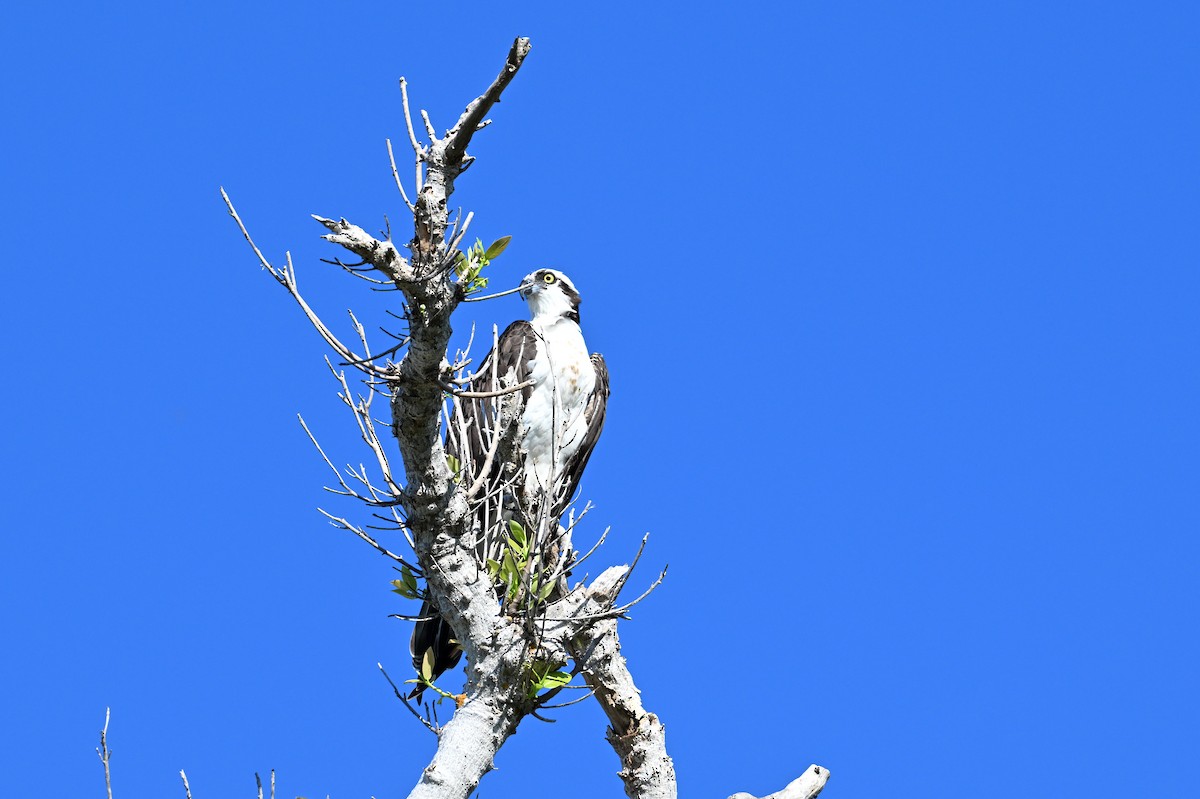 Osprey - ML642229669
