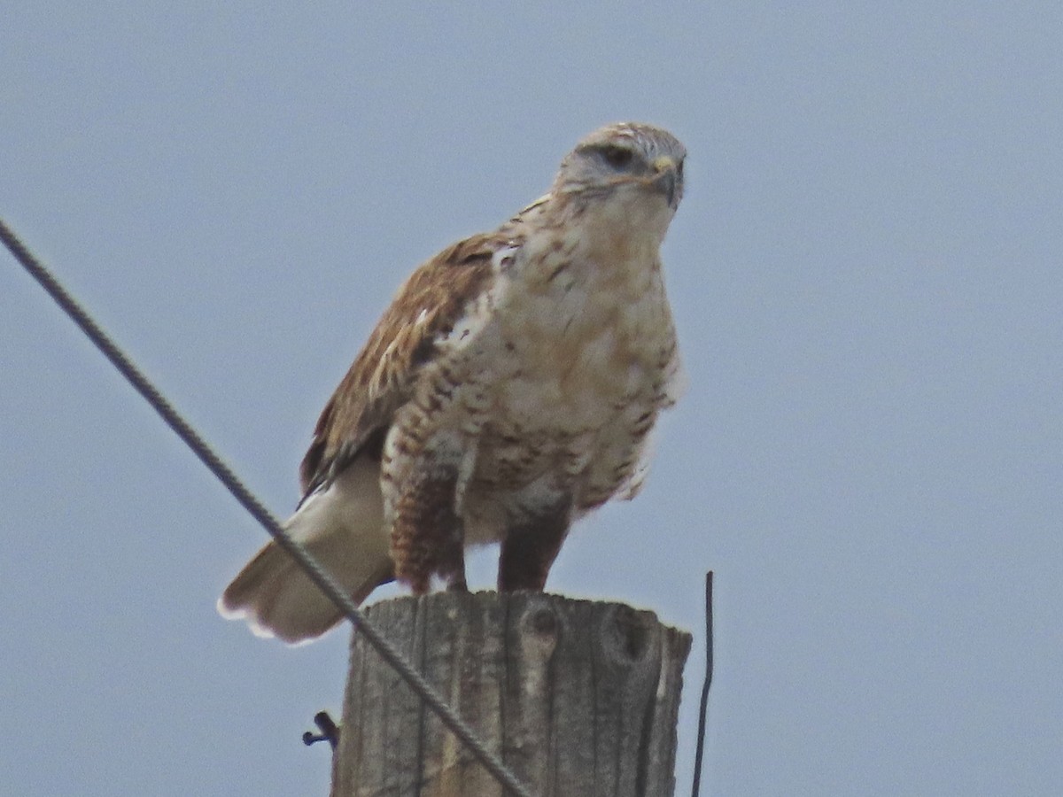 Ferruginous Hawk - ML642229670