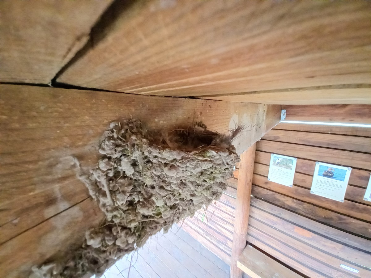 White-throated Swallow - ML642229672