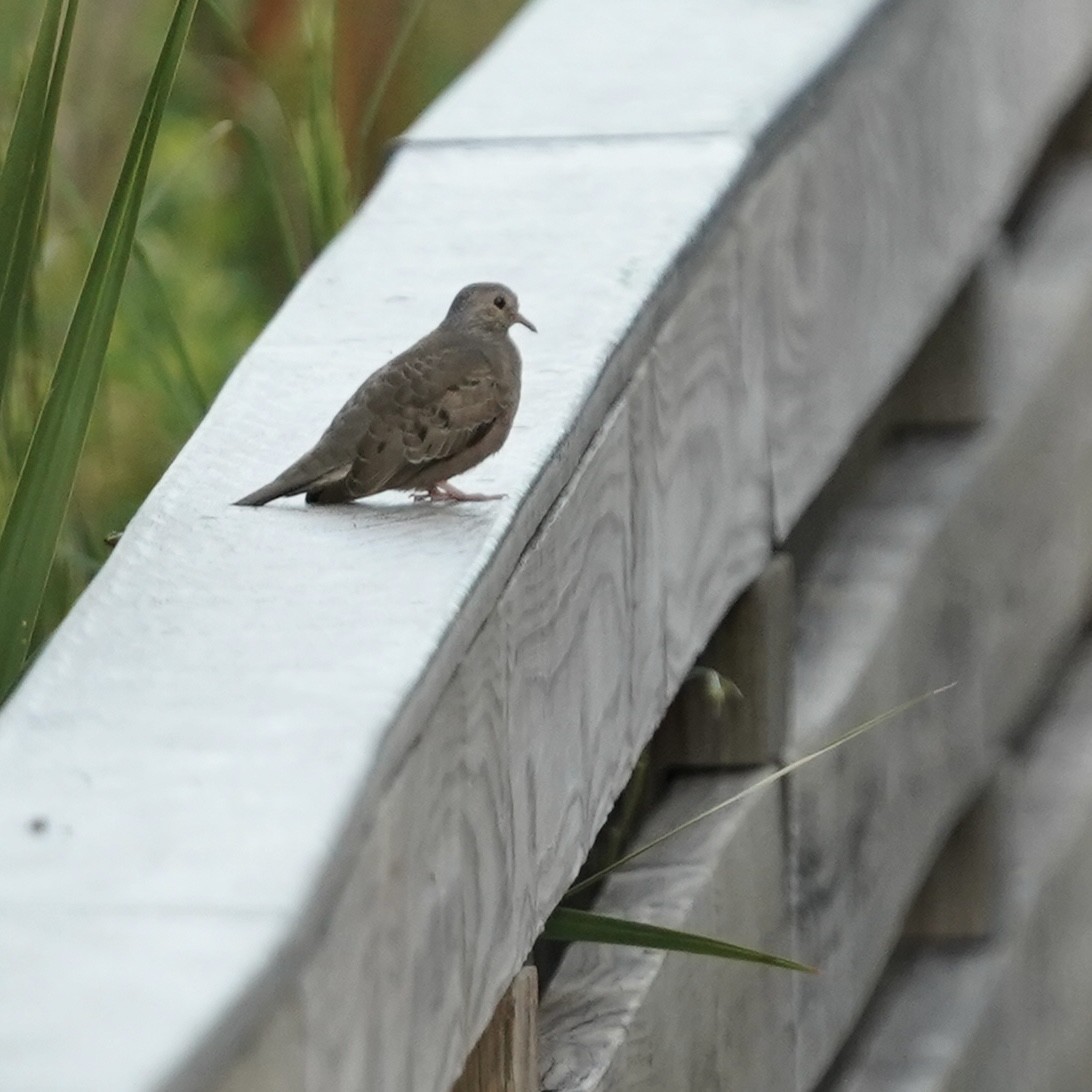 Common Ground Dove - ML642229673