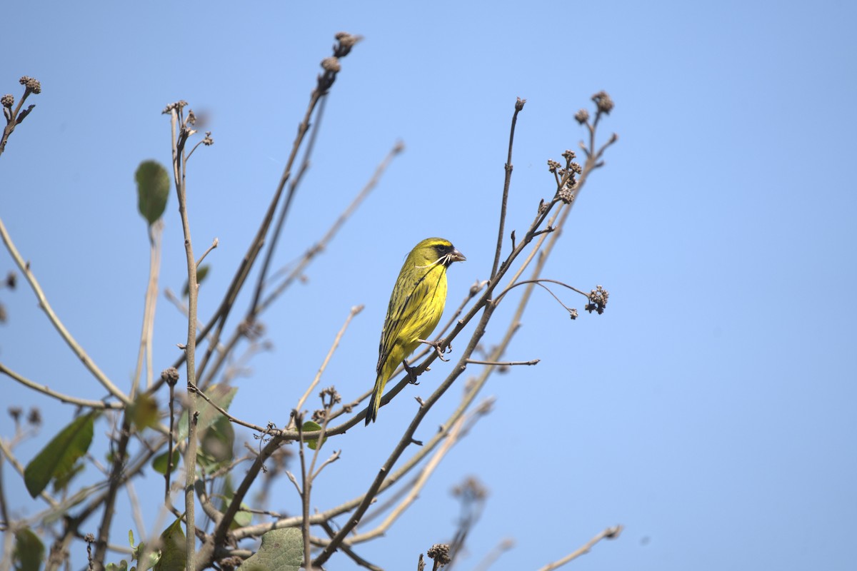 African Citril - ML642229674