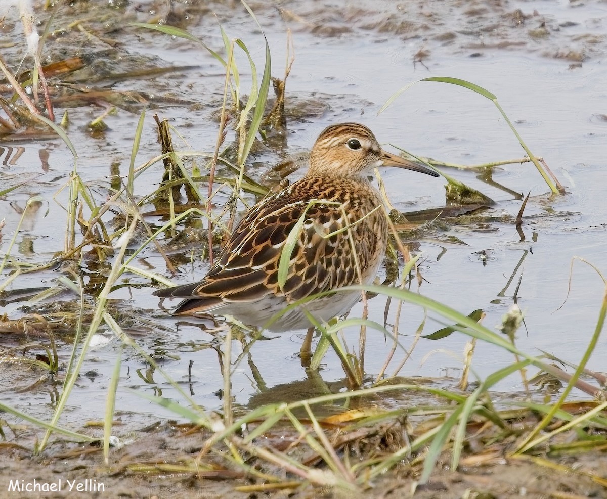 Pectoral Sandpiper - ML642229675