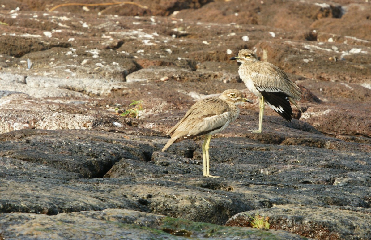 Water Thick-knee - ML642229676