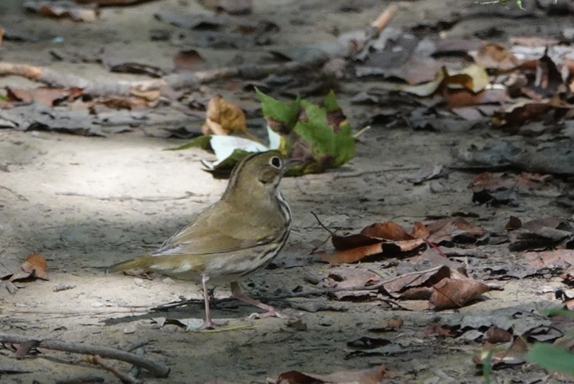 Ovenbird - ML642229691