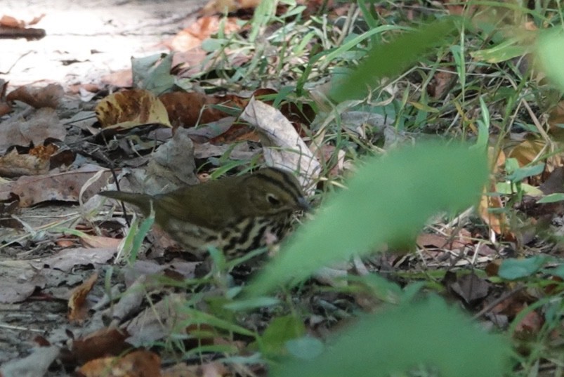 Ovenbird - ML642229692