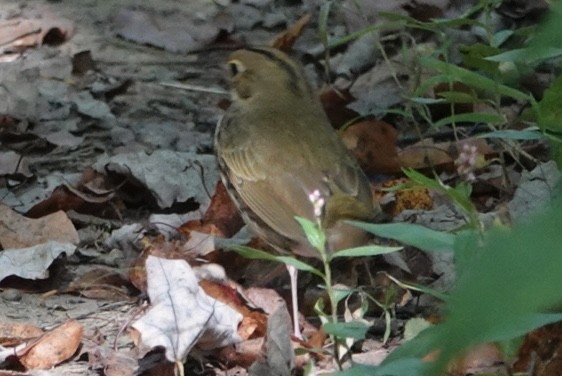 Ovenbird - ML642229693