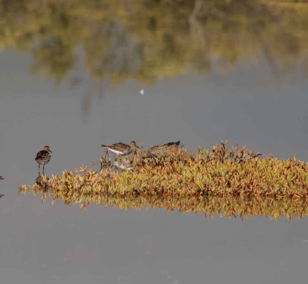 美洲尖尾濱鷸 - ML642229701