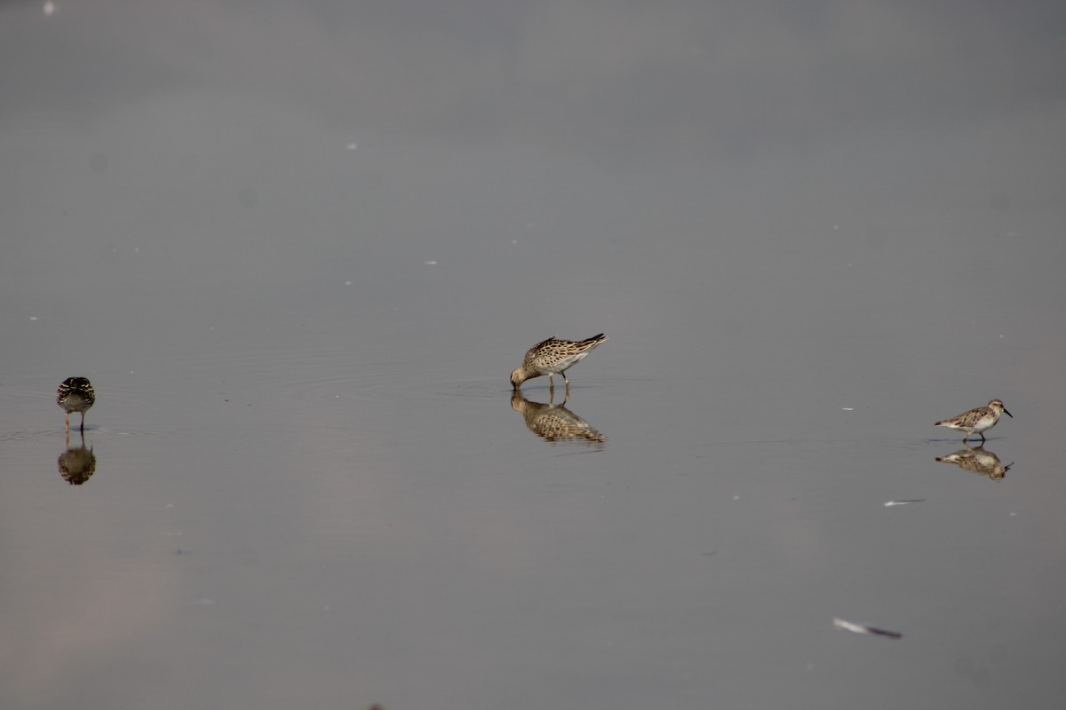 美洲尖尾濱鷸 - ML642229702