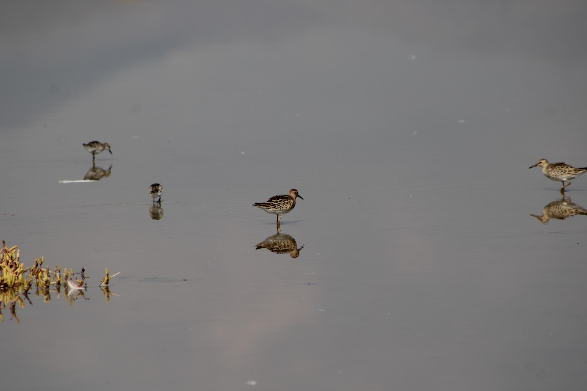 美洲尖尾濱鷸 - ML642229703