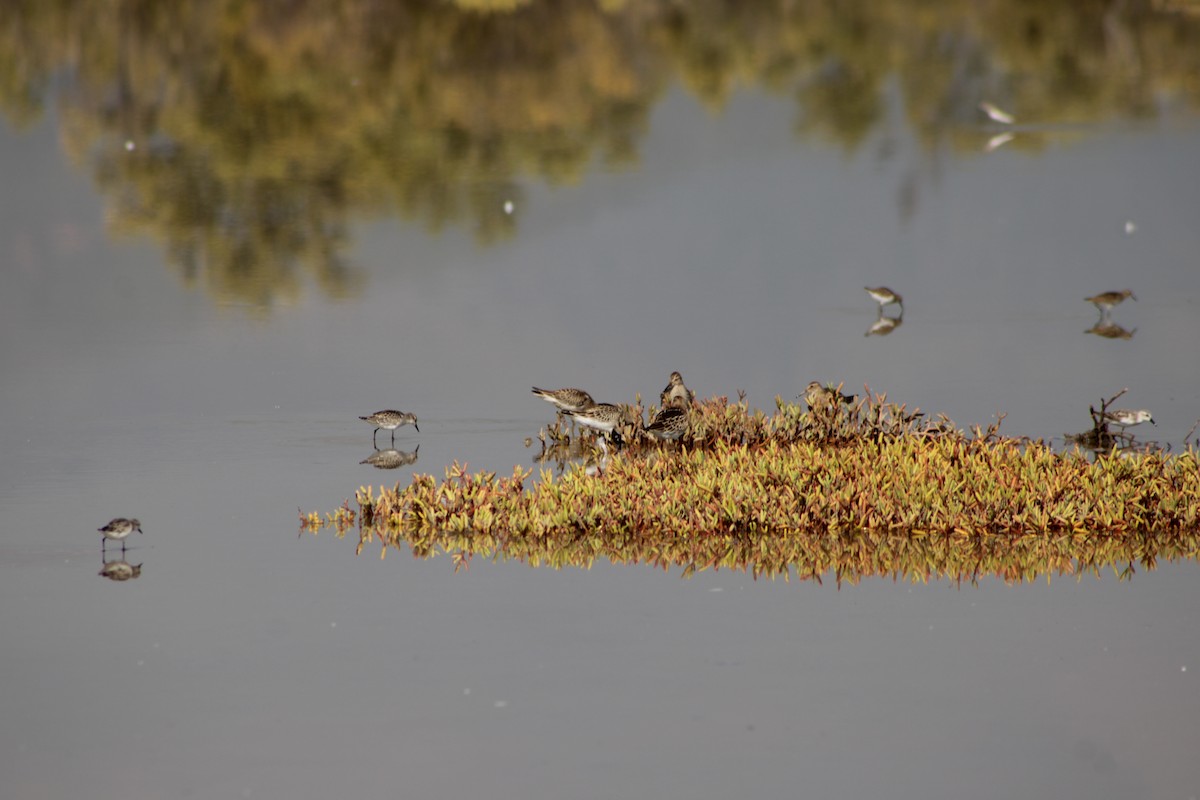 美洲尖尾濱鷸 - ML642229704