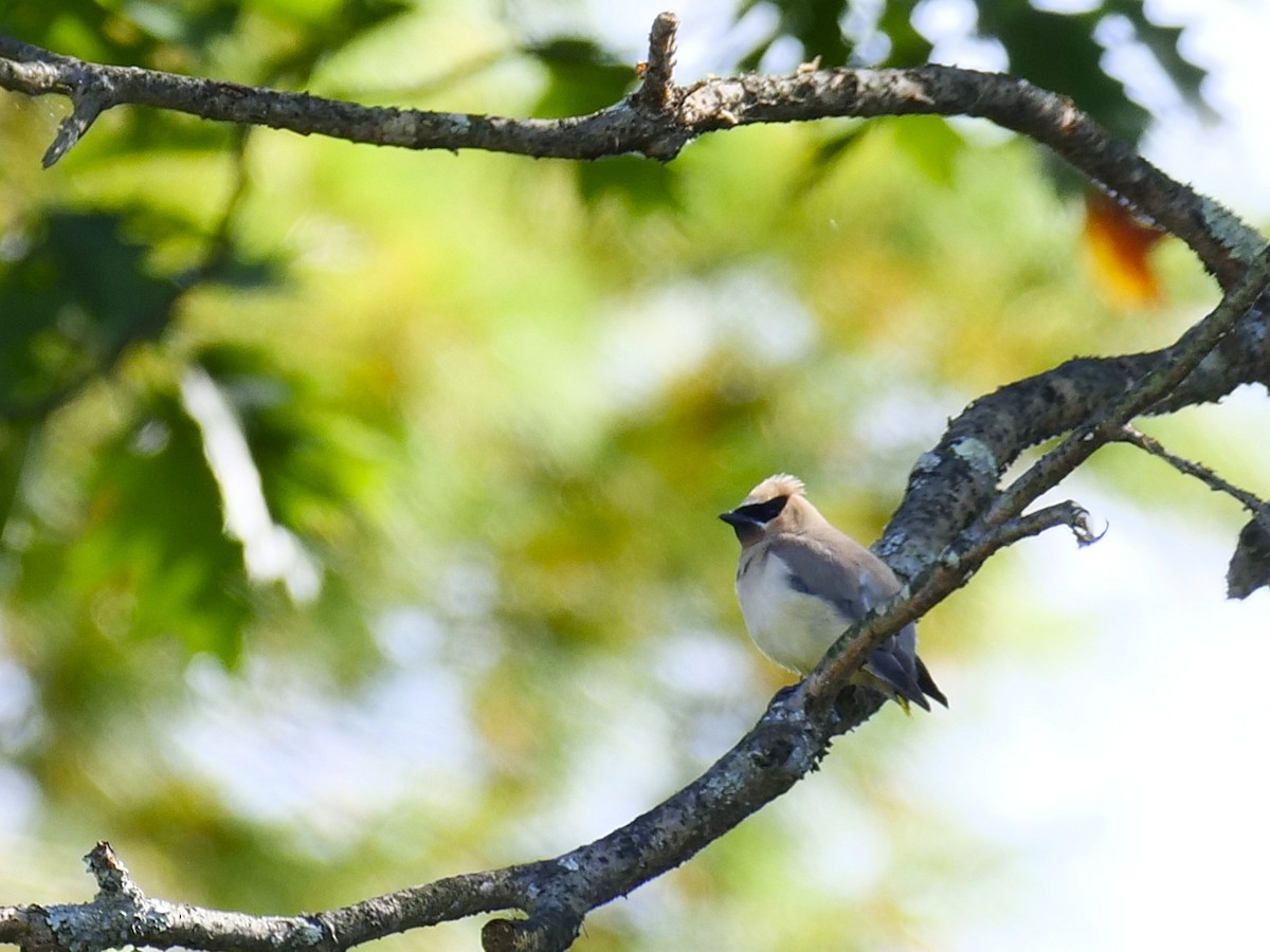 Cedar Waxwing - ML642229706
