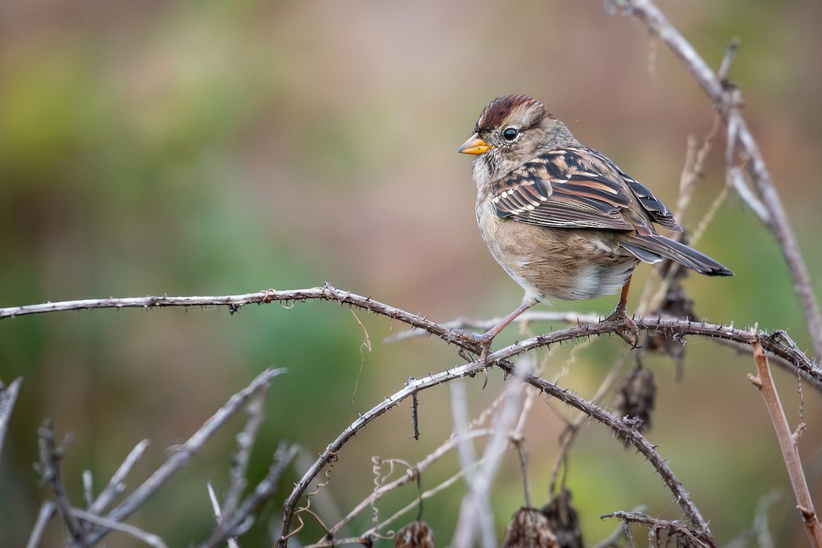 White-crowned Sparrow (nuttalli) - ML642229717