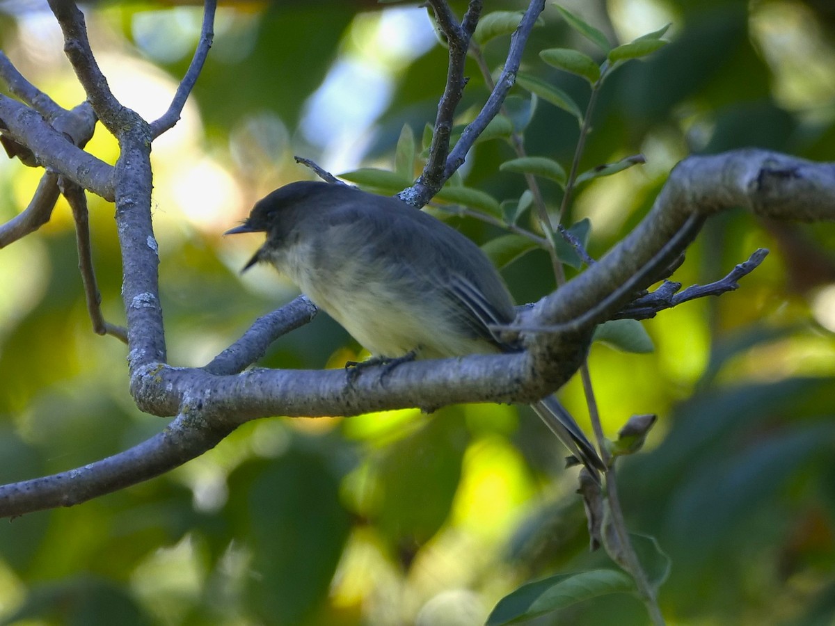 Eastern Phoebe - ML642229720