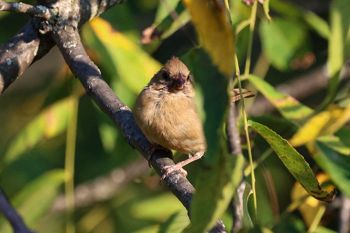 Northern Cardinal - ML642229741
