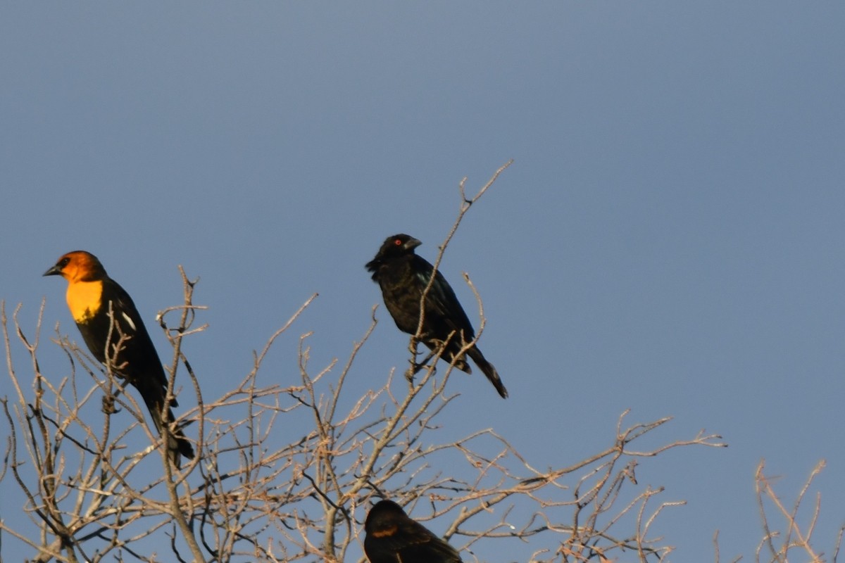 Bronzed Cowbird - ML642229761