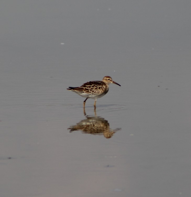 美洲尖尾濱鷸 - ML642229764