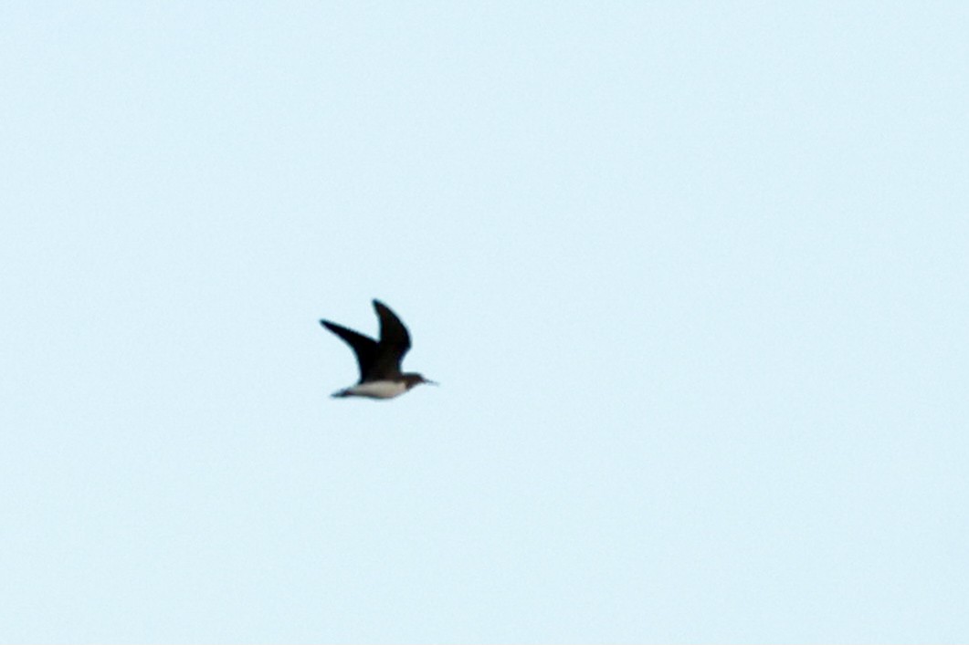 Green Sandpiper - ML642229787